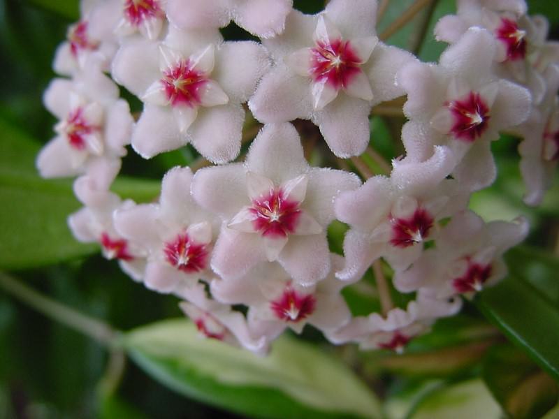 Особая достопримечательность - красивые белые, кремовые или нежно-розовые цветы