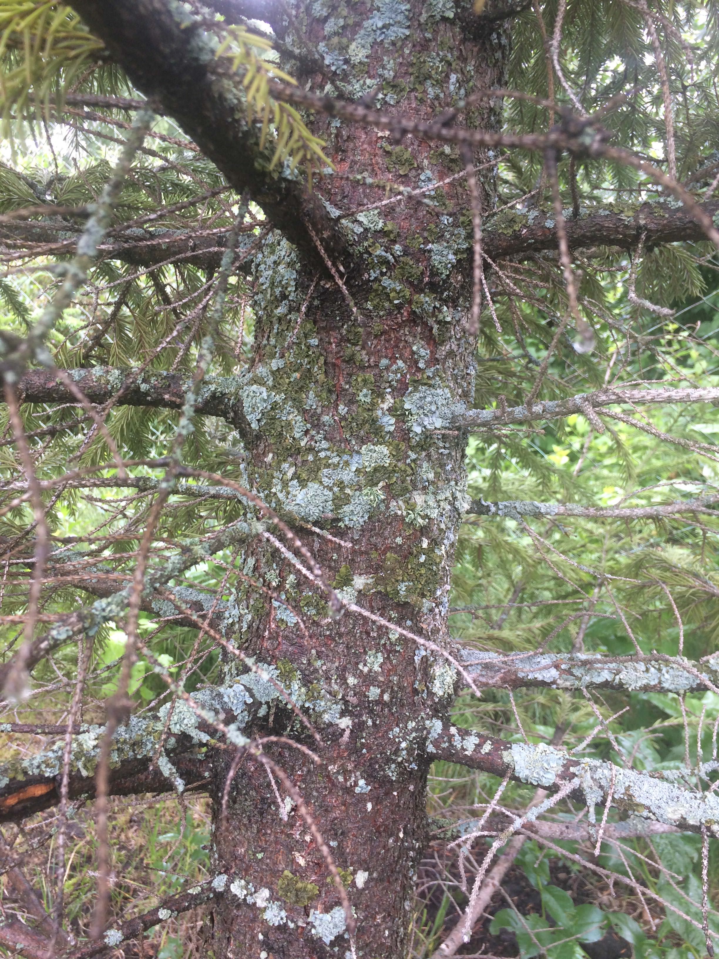 Заболели ели,кто может помочь.