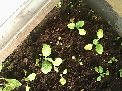 Дело – табак