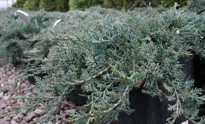 Можжевельник Блю Чип в городских условиях отличная контейнерная культура