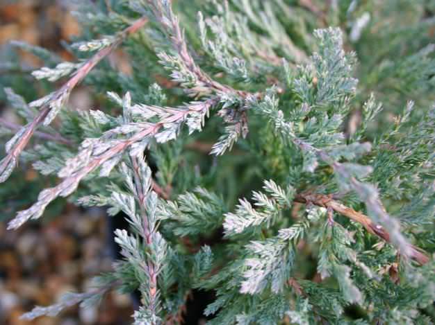 Хвоя Блю Чип чешуйчатой фактуры, серебристо-голубого оттенка в летний период