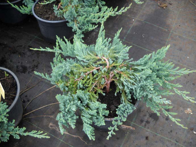 Сорт Блю Чип не очень требователен к почвам