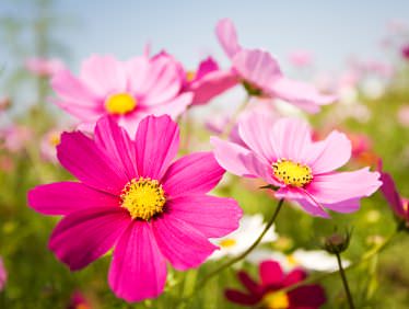 Космея – изящное и неприхотливое растение