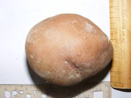 Картофель Лазарь обладает множеством достоинств