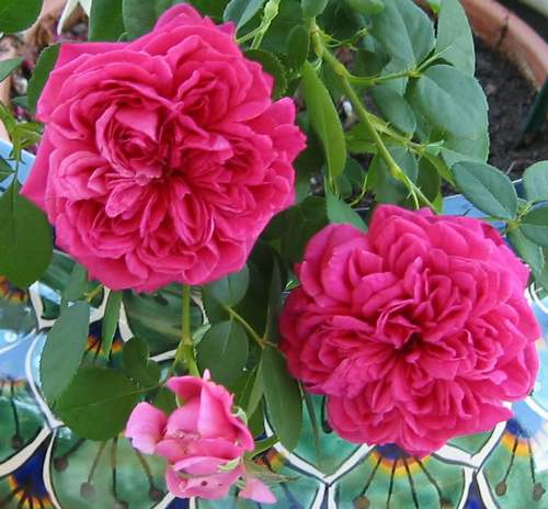 Сорт Rose William Szekspir — фаворит среди роз