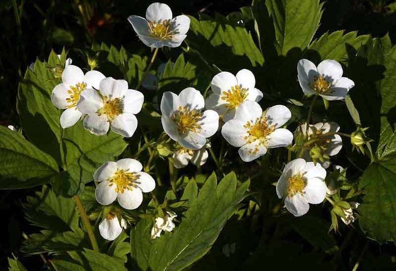 В условиях умеренного теплого и жаркого климата один куст данного вида клубники может произвести до 4 плодоношений за лето