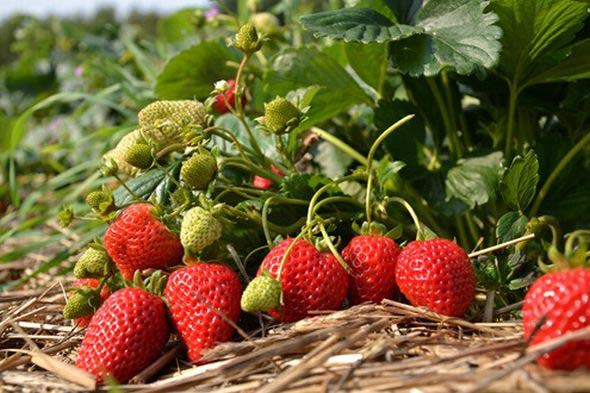 Самым приемлемым способом сохранения влаги в почве может стать обычная солома