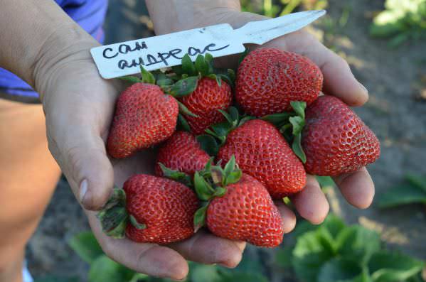 Сорт Сан-Андреас — типичный представитель клубники, дающей несколько высоких урожаев за время плодоношения в летний период