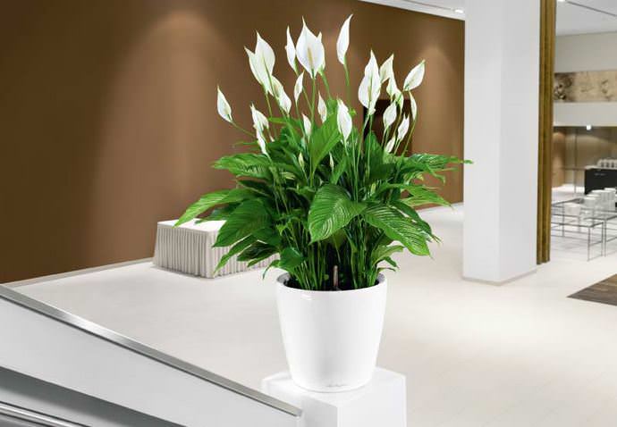 Спатифиллум может занимать очень много места в небольшой комнатке, но это не повод отказывать себе в собственном женском счастье