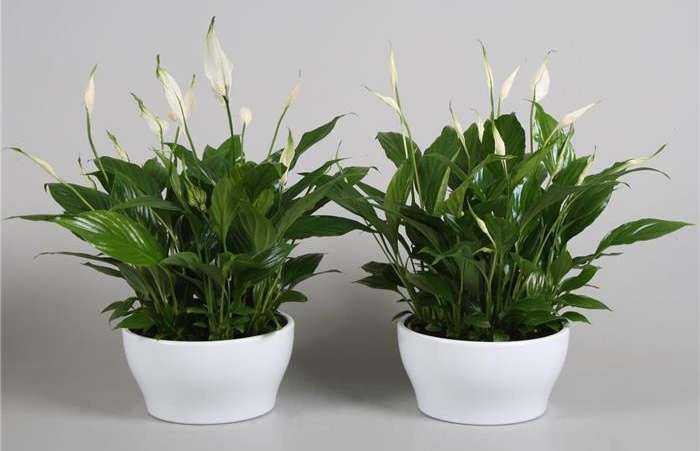 Сорт Шопен является производным от вида Уоллиса