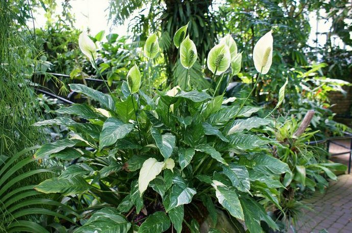 Спатифиллум Домино относится к вариегатным формам