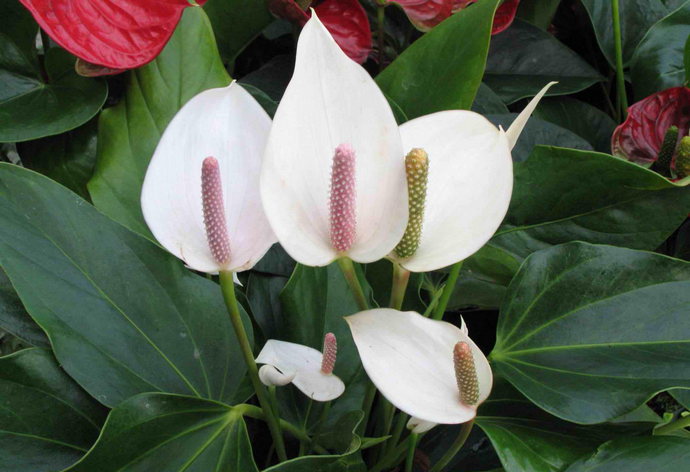 Компактные кустики спатифиллума обильноцветущего могут быть постоянно покрыты большим количеством белоснежных цветов