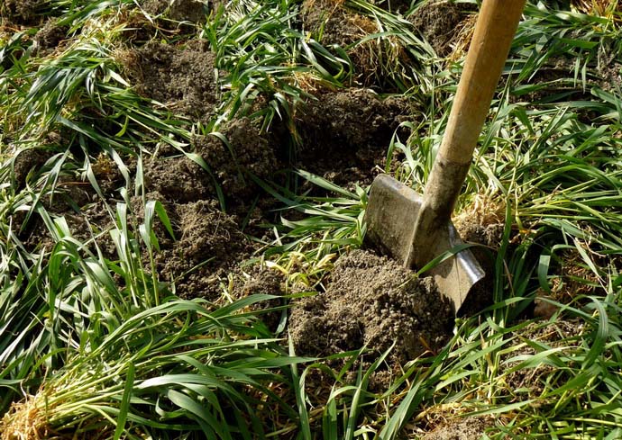 Скашивать и заделывать зеленую массу сидеральной культуры в почву следует примерно за пару недель до наступления сильного мороза