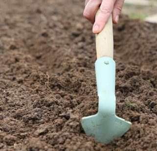 Посадка редиса в марте под пленку позволяет получить максимально раннюю продукцию