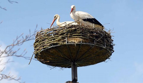 Аисты используют одно и тоже гнездо на протяжении нескольких лет