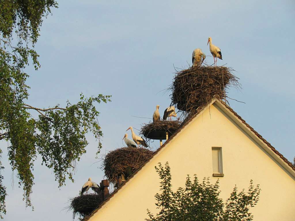 Гнездовья на крышах лучше всего делать на деревянной накладке