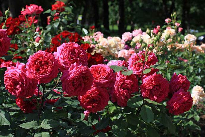 Hybrid Tea Alenushka очень активно используется ландшафтными дизайнерами при оформлении приусадебных территорий и садовых участков