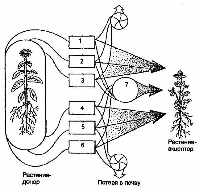 Аллеопатия внимательно следит за тем, как осуществляется это влияние: через летучие вещества, выделяемые листьями и цветами растений, и через корни, выделяющие в почву огромное кол-во водорастворимых органических соединений