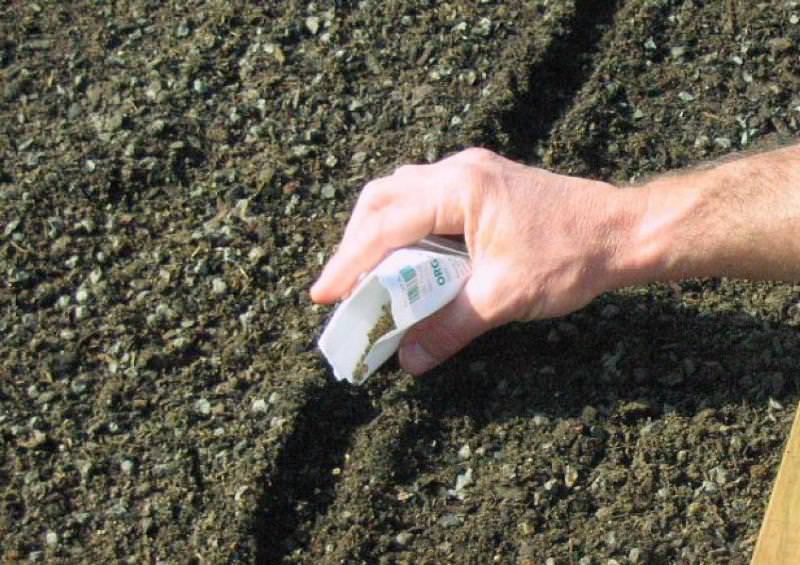 Обычным сроком посадки свеклы является середина мая, но если имеют место неблагоприятные погодные условия