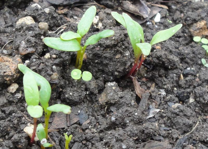 Для прорастания семян свеклы достаточна температура +5° и через 3 недели можно увидеть первые всходы, при 10° дело пойдет быстрее и уже спустя 10 дней появятся ростки