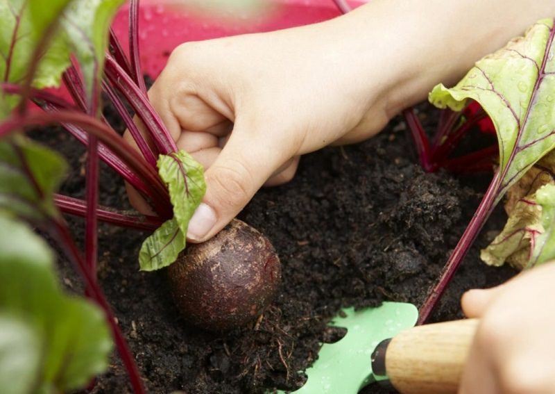 Выращивание с помощью рассады позволяет на несколько недель раньше получить высококачественный урожай свеклы