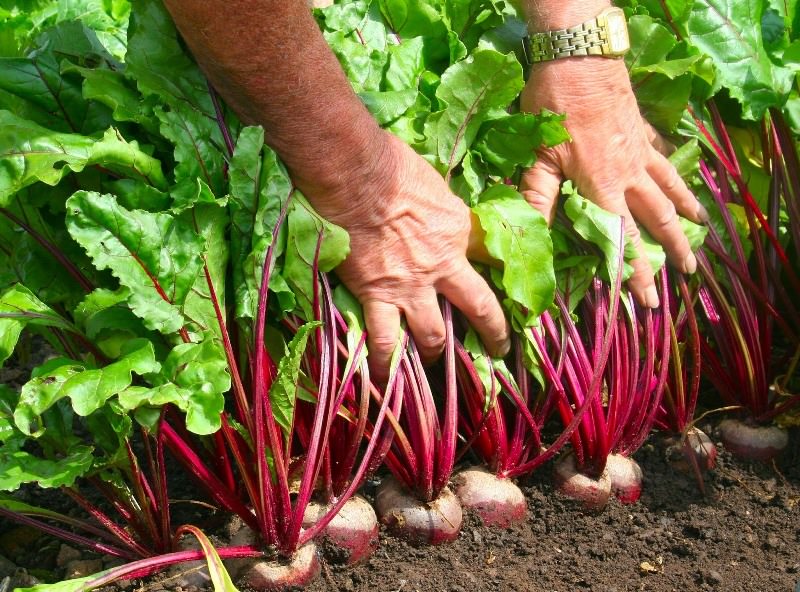 Уход за свеклой нужен тщательный, это довольно капризная культура, которая любит, чтобы обработка проходила в свои сроки