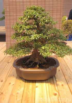 Азалия индийская, возраст — 30 лет ©arambel.ru