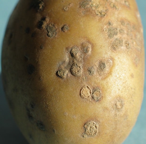 Довольно часто встречается такое заболевание, как парша на картофеле