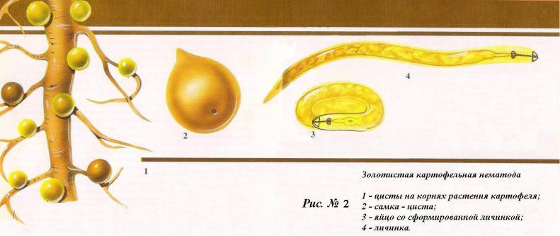 Распространенным заболеванием также является картофельная нематода