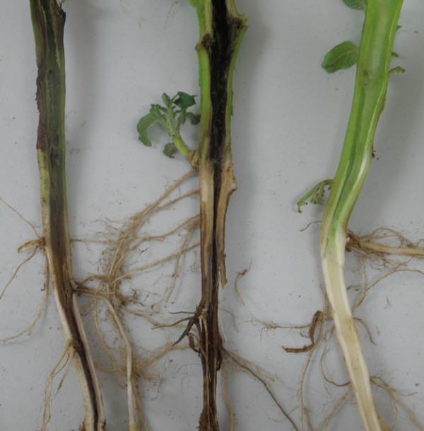 Очень опасными принято считать бактериальные болезни картофеля. Одно из таких заболеваний — черная ножка