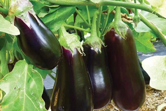 В домашних условиях не рекомендуется высаживать семена на рассаду раньше февраля-марта