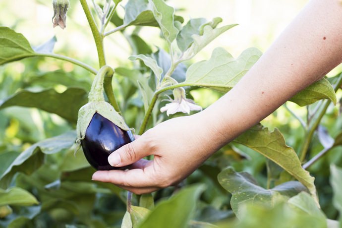 Планируя посадку, стоит учитывать срок, необходимый рассаде для того, чтобы окрепнуть и закалиться