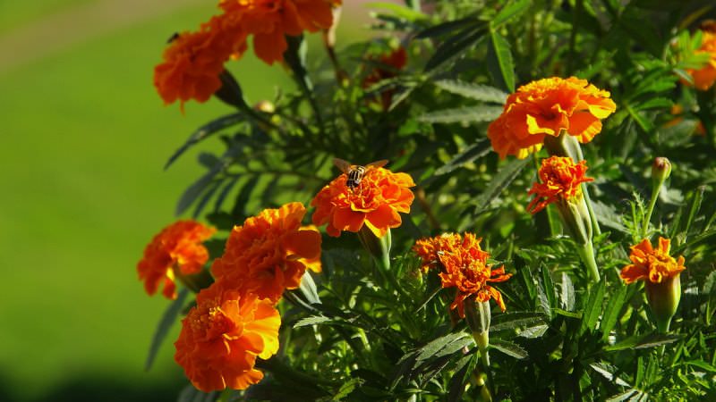 Латинское название данного растения Tagetes, в народе его иногда именуют чернобривцами