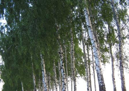 Стройную белую березку можно часто встретить и в городе, и в лесу, и среди поля