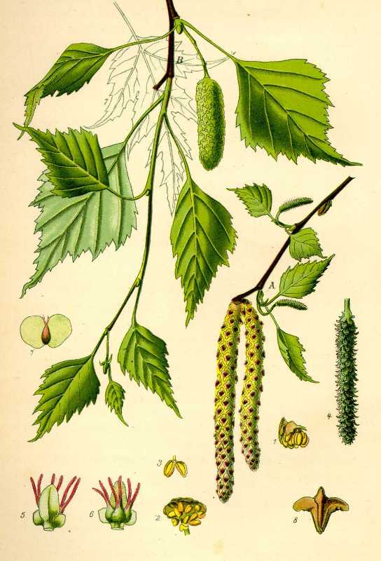 Береза бородавчатая – дерево очень неприхотливое