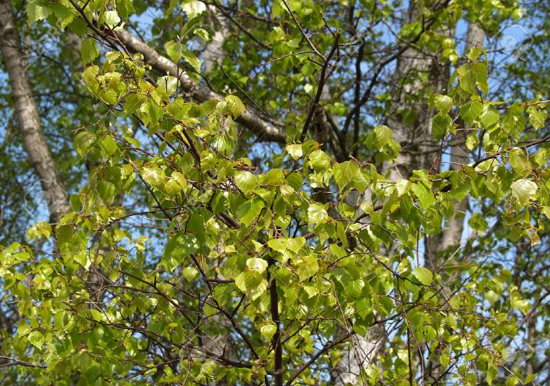 Береза бородавчатая – растение светолюбивое, поэтому плохо растет в тени более крупных деревьев