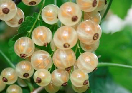 Смородина Белая фея достойна внимания, так как ее плоды имеют хорошие вкусовые качества