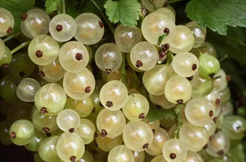 Созревание ягод наступает ближе к концу июля