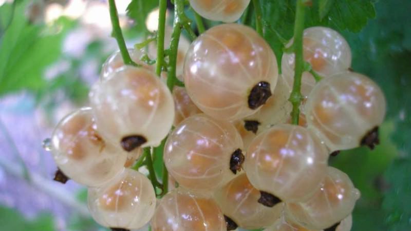 Ягоды среднего размера, с присущей для всех видов смородины небольшой кислинкой