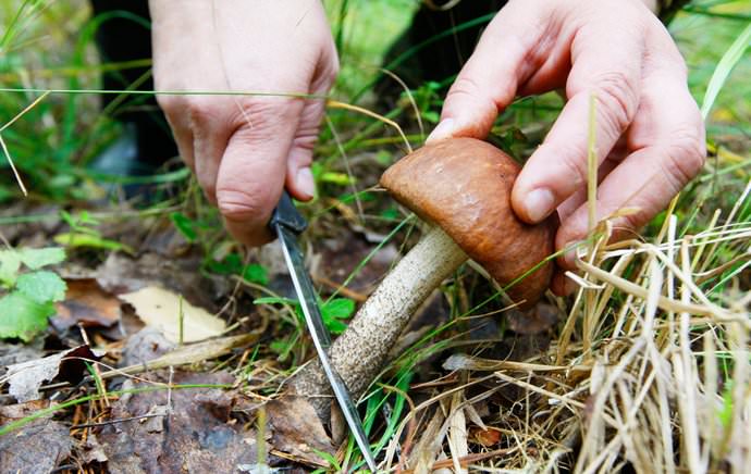 При сборе плодовых тел обязательно нужно рассматривать нижнюю сторону шляпки и спороносный слой