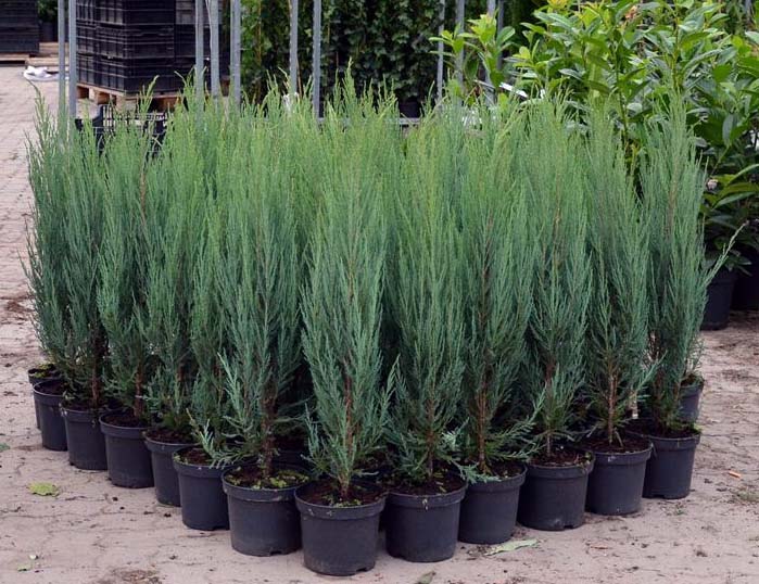 Сорт Блю Эрроу лучше всего высаживать из контейнера с землей