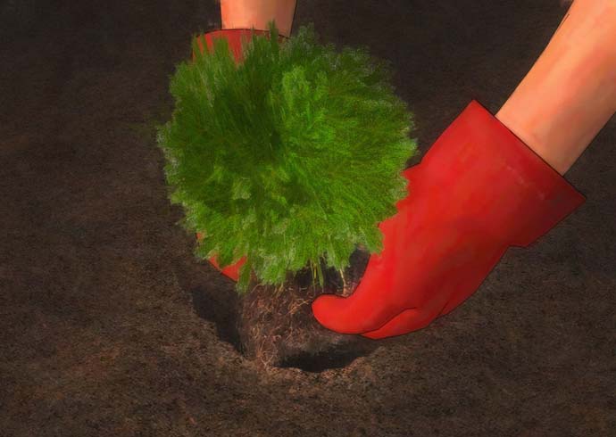 Высаживать можжевельник с открытыми корнями можно только весной или осенью