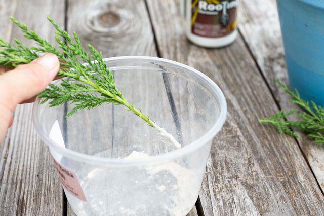 Можжевельник Блю Эрроу можно размножать черенками