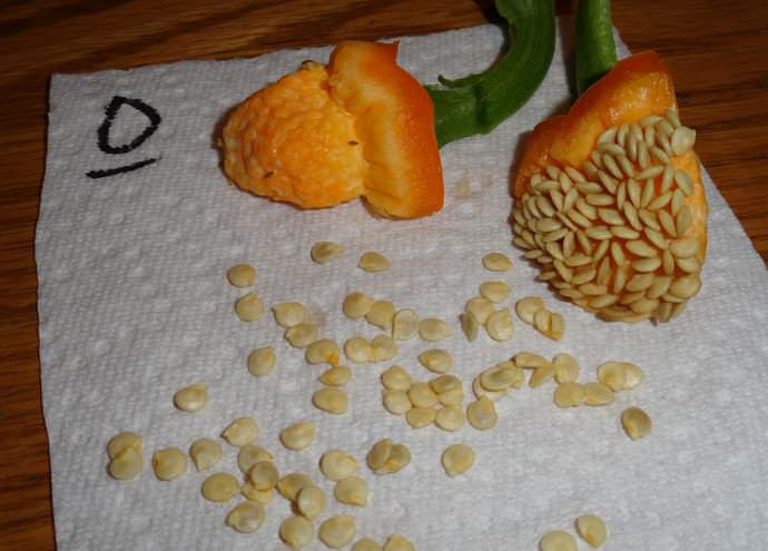 С целью выбраковки деформированных и неестественно окрашенных семян проводится калибровка