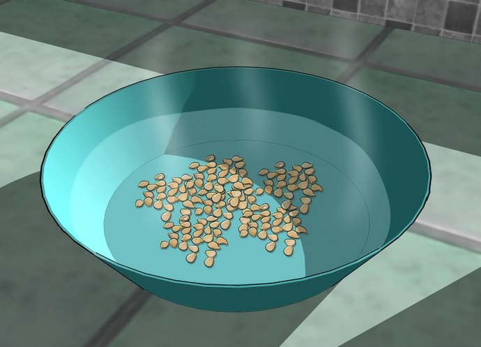 Замачивание семян перца позволяет значительно ускорить появление всходов после посева