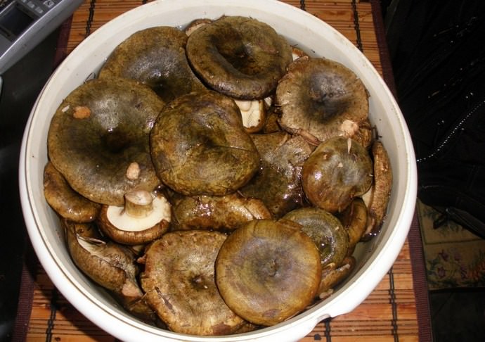 Всего две недели понадобиться для того, чтобы ароматные грибочки уже можно было подавать к столу