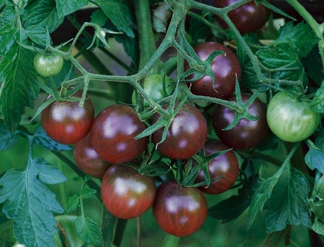 Сорт черри Черная вишня можно выращивать на улице