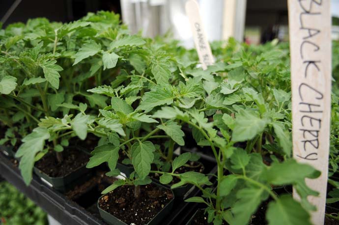 Важно чтобы растения получали достаточно света и тепла, поэтому оптимальными для выращивания местами являются широкий подоконник и теплая лоджия