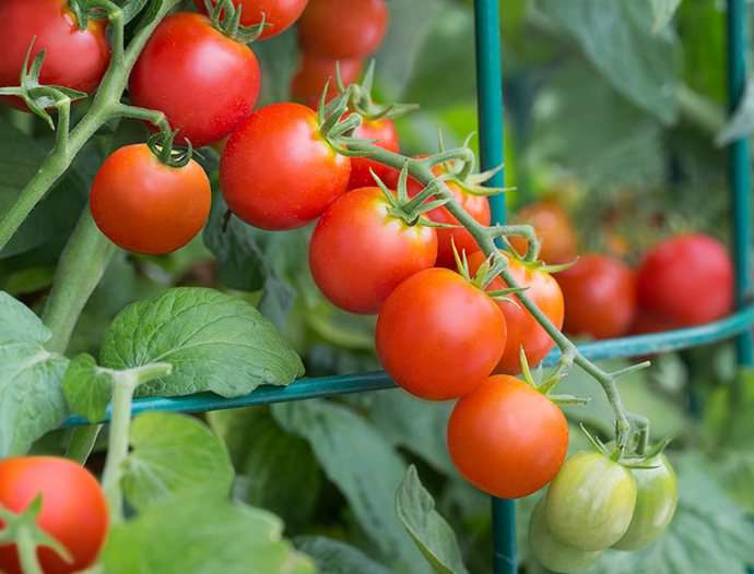 Помидоры черри требуют подвязывания