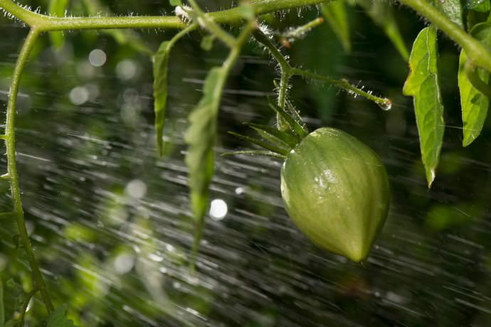 Помидорам черри необходим умеренный полив: они способны самостоятельно добывать влагу из грунта